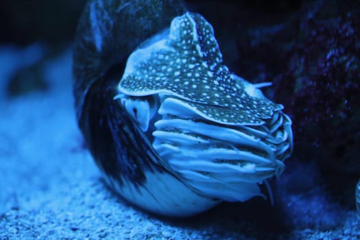 the nautilus  is a pelagic marine mollusc of the cephalopod family Nautilidae, the sole extant family of the superfamily Nautilaceae and of its smaller but near equal suborder, Nautilina.