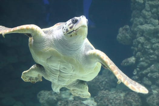 The loggerhead sea turtle (Caretta caretta), or loggerhead, is an oceanic turtle distributed throughout the world. It is a marine reptile, belonging to the family Cheloniidae.