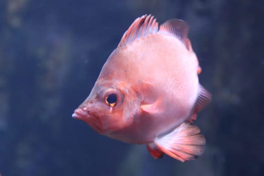 The boarfish (Capros aper) is a species of fish in the Caproidae family, the only known member of its genus