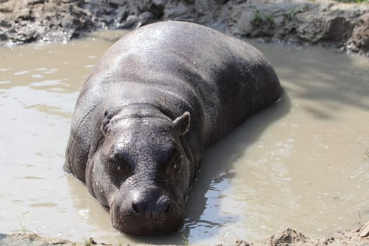 The pygmy hippopotamus (Choeropsis liberiensis or Hexaprotodon liberiensis) is a small hippopotamid which is native to the forests and swamps of West Africa