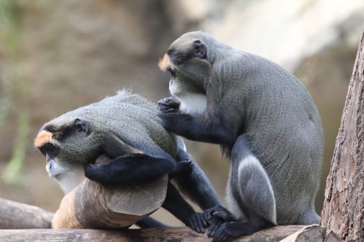 The De Brazza's monkey (Cercopithecus neglectus) is an Old World monkey endemic to the wetlands of central Africa. It is one of the most widespread African primates that live in forests