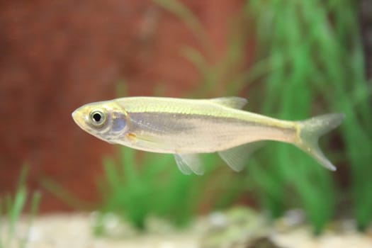 The common bleak (Alburnus alburnus) is a small freshwater coarse fish of the cyprinid family