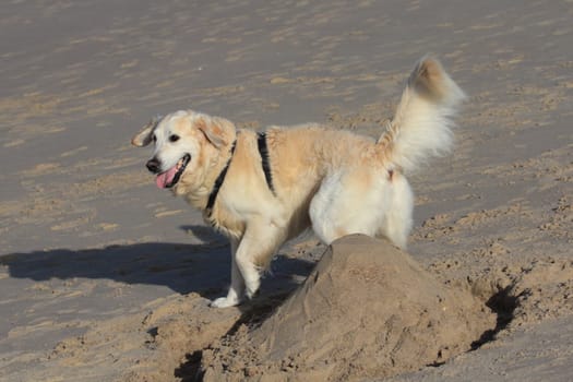 The Labrador Retriever is a British dog breed recognized by the FCI