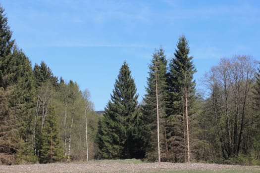 Snapshot from the National Park  Hunsrueck-Hochwald, is a national park located in the Hunsrueck region of Rhineland-Palatinate and the Saarland in Germany