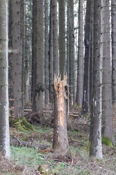 Snapshot from the National Park  Hunsrueck-Hochwald, is a national park located in the Hunsrueck region of Rhineland-Palatinate and the Saarland in Germany