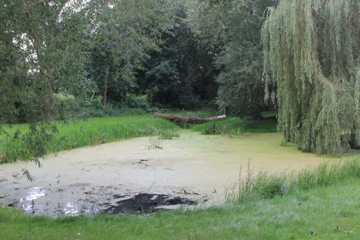A small, tree-lined pond, trees in background