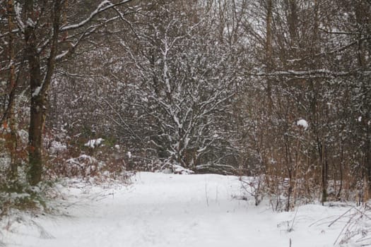 Winter forest with snow and leafless trees