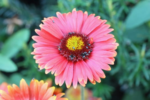 Osteospermum, is a genus of flowering plants belonging to the Calenduleae, one of the smaller tribes of the sunflower/daisy family Asteraceae