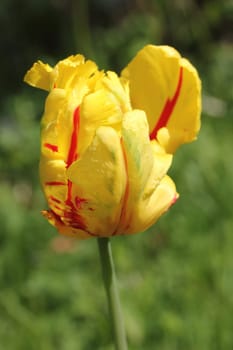 Tulips (Tulipa) form a genus of spring-blooming perennial herbaceous bulbiferous geophytes (having bulbs as storage organs). The flowers are usually large, showy and brightly coloured, generally red, yellow, or white