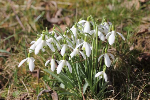 Galanthus (snowdrop), is a small genus of about 20 species of bulbous perennial herbaceous plants in the family Amaryllidaceae.
