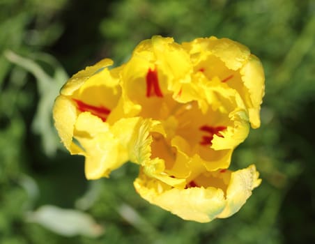 Tulips (Tulipa) form a genus of spring-blooming perennial herbaceous bulbiferous geophytes (having bulbs as storage organs). The flowers are usually large, showy and brightly coloured, generally red, yellow, or white