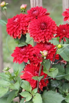 The dahlia (Dahlia), is a genus of flowering plants in the sunflower family (Asteraceae)