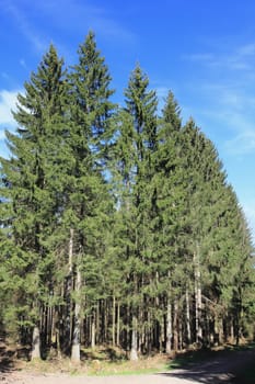 Snapshot from the National Park  Hunsrueck-Hochwald, is a national park located in the Hunsrueck region of Rhineland-Palatinate and the Saarland in Germany