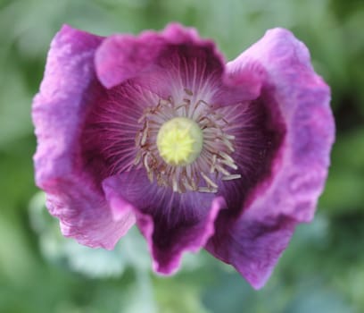 Tulips (Tulipa) form a genus of spring-blooming perennial herbaceous bulbiferous geophytes (having bulbs as storage organs). The flowers are usually large, showy and brightly coloured, generally red, yellow, or white