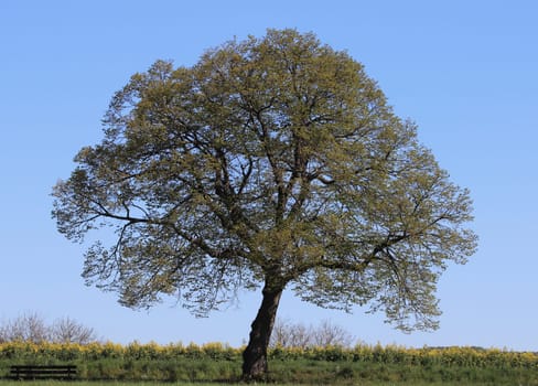 Lonely tree, with blue sky background