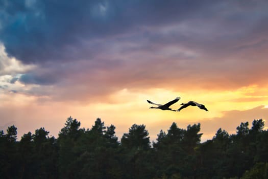 Two cranes flying over trees in a forest at sunset. Migratory birds on the Darss. Wildlife photo of birds from nature at the Baltic Sea.