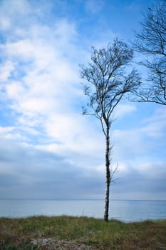 Single tree freely depicted on the coast of the Baltic Sea. Groyne crossing to the sea. Nature shot at the ocean
