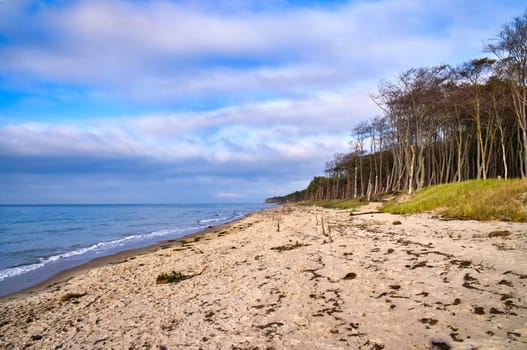 Pine forest on the beach on the Darss. White sand on the west beach. Cloudy sky. Landscape photo