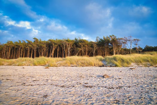 Pine forest on the beach on the Darss. White sand on the west beach. Cloudy sky. Landscape photo