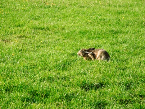 Natural view of a brown hare (Leporidae) scratching its left ear with its left hind leg on a green area in northern Germany.