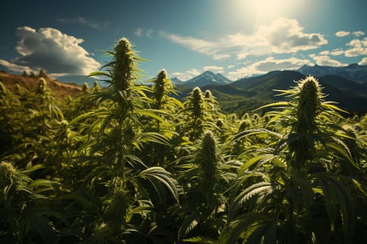 Hemp plants growing on a plantage field, medical marijuana, cannabis leaves, alternative medicine, narcotic drug