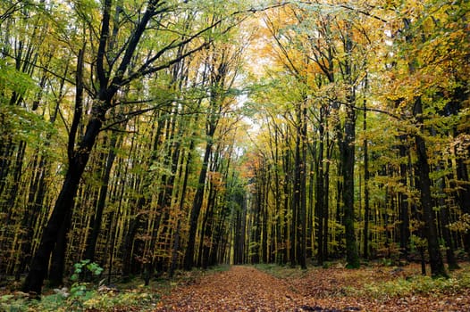 A forest in autumn with lots of leaves