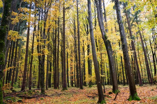 A forest in autumn with lots of leaves