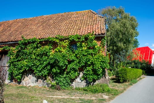 Old barn overgrown with green ivy