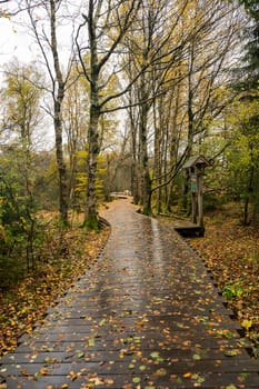 Wooden footbridge in the Schwarzes Moor in the Rhoen, Bavaria, Germany, in autumn after rain