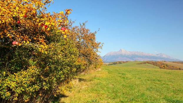 Wild apple tree next to green grass field, mount Krivan (Slovak symbol) with clear sky in distance on sunny autumn day.