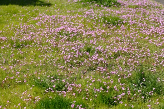 Geranium cicutarium, common heron's beak, flowers, pink flower meadow, wallpaper, germany