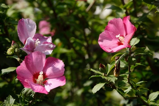 Flowering pink hibiscus flower , Germany