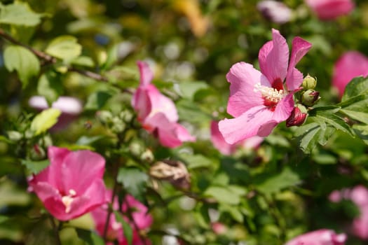 Flowering pink hibiscus flower , Germany