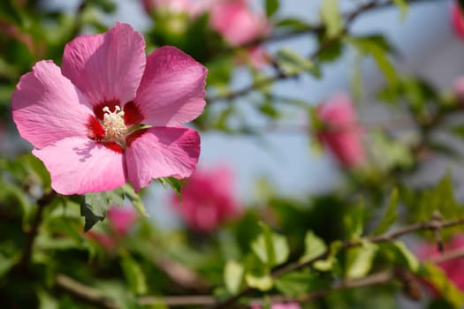 Flowering pink hibiscus flower , Germany