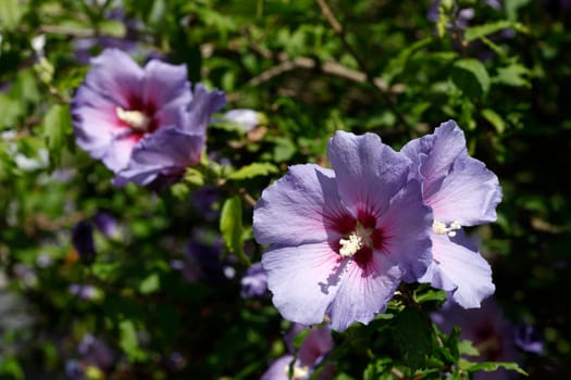 Flowering purple hibiscus flower , Germany