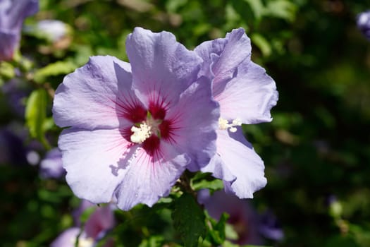 Flowering purple hibiscus flower , Germany