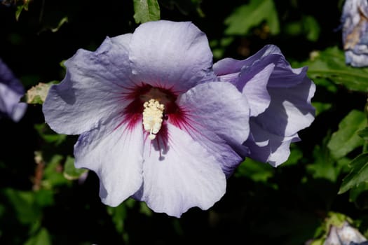 Flowering purple hibiscus flower , Germany