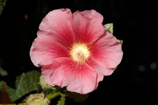 Flowering pink hibiscus flower , Germany