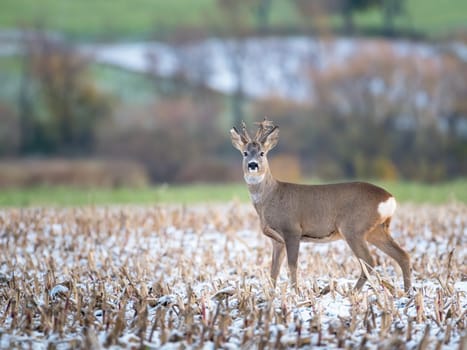 a young roebuck stands on a snowy field in winter