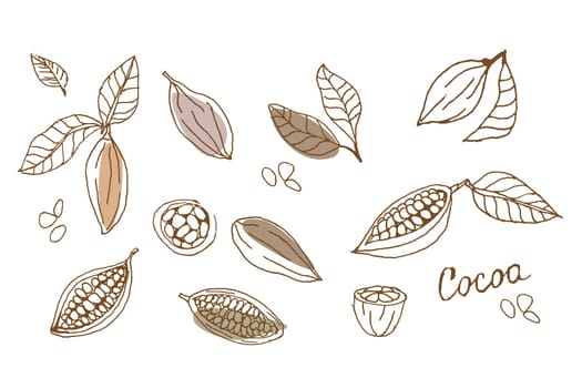 Cocoa beans sketch in hand drawn style. Vector illustration usable for design menu, shop, fabric, wallpaper. Plant parts. Can used for logo, print, label, emblem, symbol.