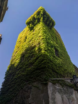 Sande Tower, Medieval old palace house covered in green Virginia creeper, Caceres, Extremadura, Spain