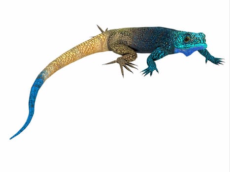 This cold blooded male lizard is a small predator that lives in Africa.