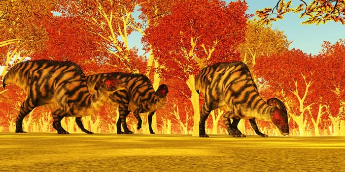 Parasaurolophus was a herbivorous Hadrosaur dinosaur in the Cretaceous which walked as a biped and also a quadruped.