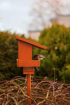 A sparrow helps itself to a feeder.