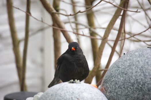 A blackbird on a fountain in winter.