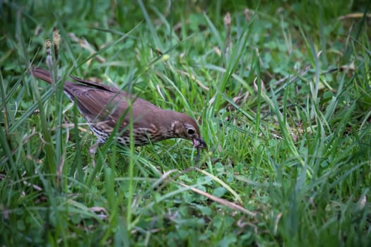 A song thrush looking for earthworms for its offspring.
