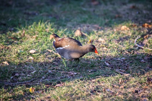 A moorhen foraging at the edge of a pond.