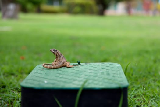 A pied lizard with a curled tail in Cuba.
