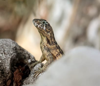 A pied lizard with a curled tail in Cuba.