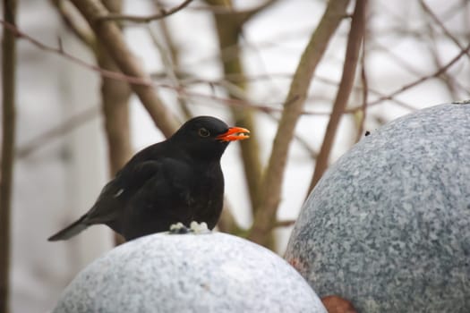 A blackbird on a fountain in winter.